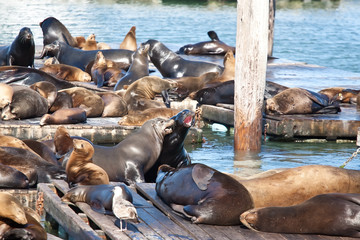 Sea Lions near Pier 39 in San Francisco