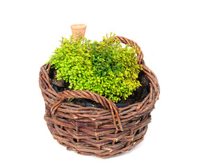 basket of thyme