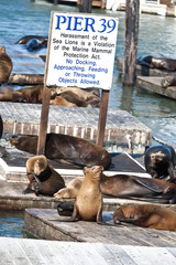 Sea Lions near Pier 39 in San Francisco