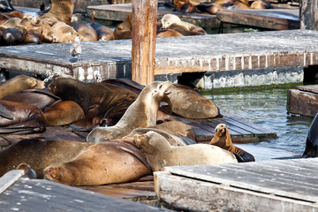 Sea Lions near Pier 39 in San Francisco