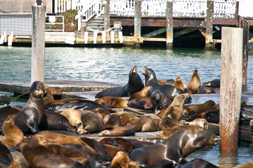 Sea Lions near Pier 39 in San Francisco