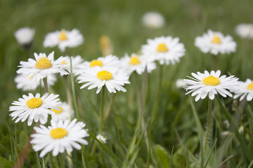 Fototapeta premium field of daisies