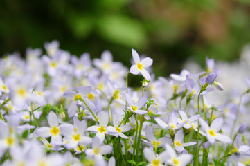 Frühling