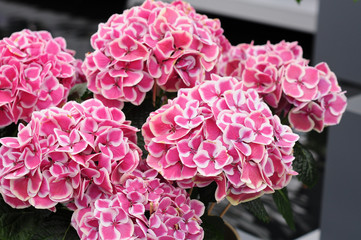 Fototapeta premium Blumen