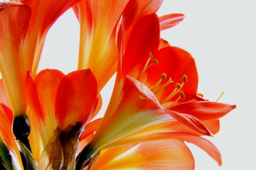 Clivia-5730b1