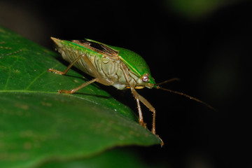 Cimice verde