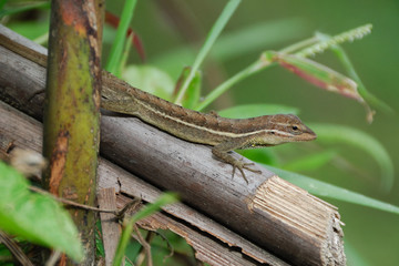 Anolis auratus - (Polychrotidae sauria)