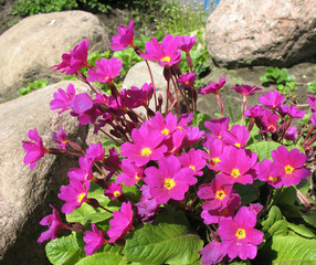 Primula Julia (Rrimula juliae)