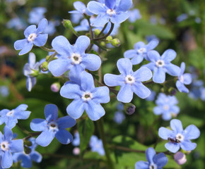 The blue flowers of Brunnera