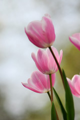 Fototapeta premium Zarte Blumen