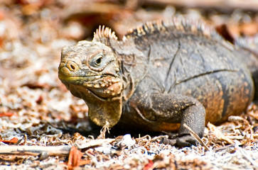 wild  iguana