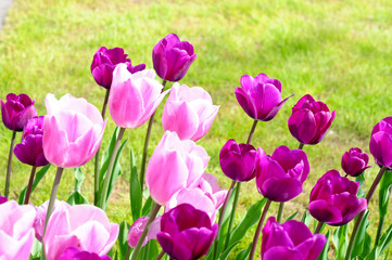 Fototapeta premium Tulpen im Park