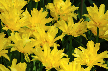Gelbe Tulpen