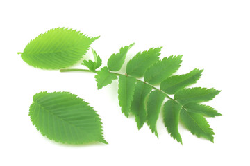 Twig with green leaves