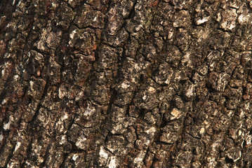 texture of tree