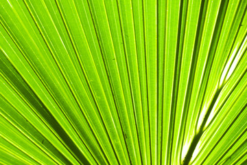 Palm tree leaf abstract background