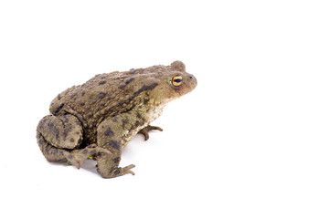 Toad