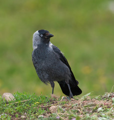 a jackdaw (Corvus monedula) sittind on the ground