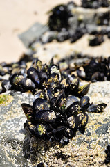Mussells