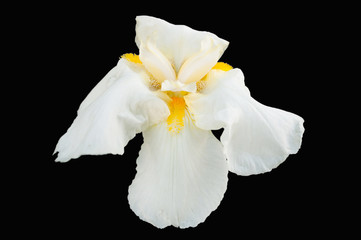 Fleurir un iris