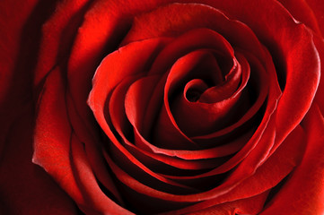 beautiful red rose
