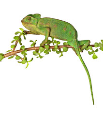 Close up of chameleon