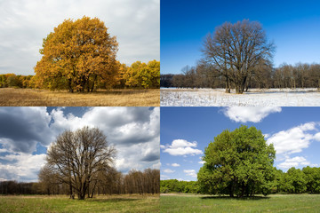 Oak in four seasons