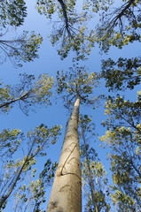 Fototapeta premium From below