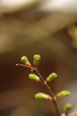 メタセコイアの新芽