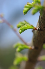 メタセコイアの芽