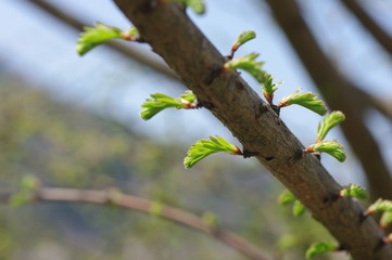 春のメタセコイア