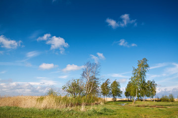Fototapeta na wymiar Landschaft auf dem Fischland-Darß.