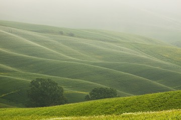 Hilly landscape of Tuscany in the Mist