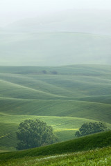 Hilly landscape of Tuscany in the Mist