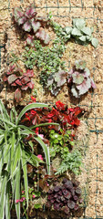 structure mur végétal sphaigne du Chili et plantes