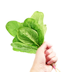 hand holding spinach