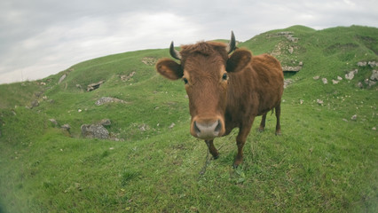 Cow