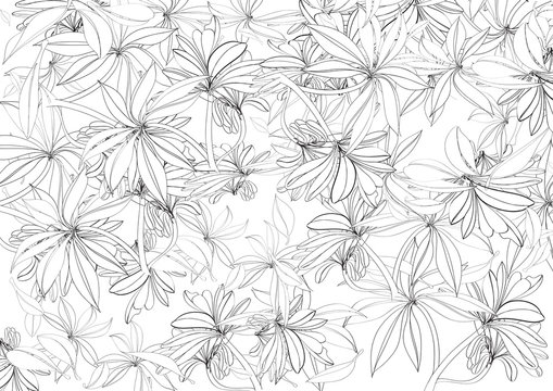 Fototapeta black and white sketch flower