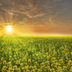 Beautiful colza field in France during a sunset