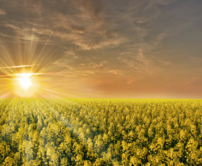 Beautiful colza field in France during a sunset