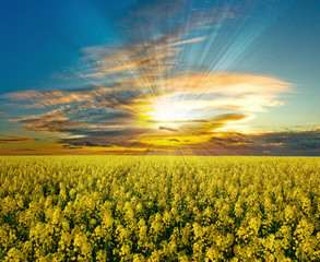 Beautiful colza field in France during a sunset