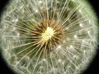 Naklejka premium Unkraut, Löwenzahn