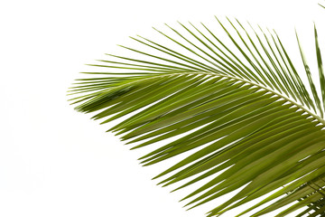 Obraz premium Leaves of palm tree