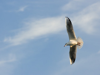 Obraz premium Gull