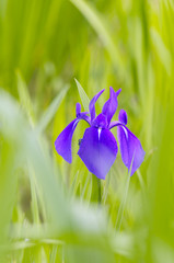 紫のカキツバタ
