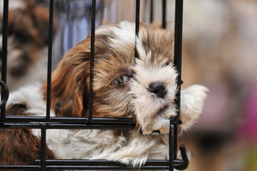 chiot shihtzu en cage