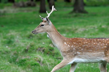 Richmond Fallow Deer-2