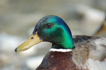 Stockente - Erpel