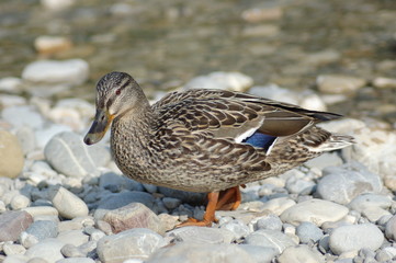 Stockente - Weibchen