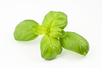 basilico fresco